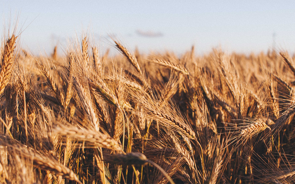 Аналітична довідка про зерновий ринок та стан потужностей для зберігання зерна в Україні (станом на 30 листопада 2022 р.)